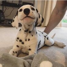 Puppies for sale dalmatian - Ireland, Cork