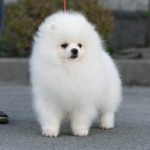Puppies for sale , pomeranian - Netherlands, Maastricht