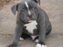 Puppies for sale staffordshire bull terrier - France, Paris. Price 10 €