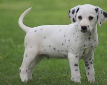 Puppies for sale dalmatian - Portugal, Gondomar