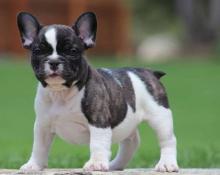 Puppies for sale french bulldog - Portugal, Faro