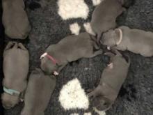 Puppies for sale staffordshire bull terrier - United Kingdom, Cambridge. Price 10 $