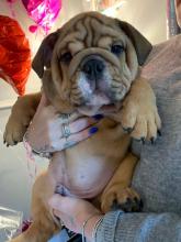 Puppies for sale english bulldog - Ireland, Dublin