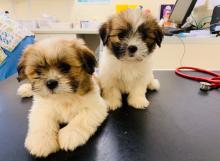Puppies for sale shih tzu - Ireland, Dublin