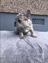 Puppies for sale french bulldog - Ireland, Dublin