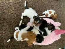Puppies for sale jack russell terrier - Slovenia, Zagreb