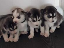 Puppies for sale haski - Ireland, Cork. Price 10 €