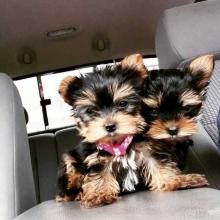Puppies for sale yorkshire terrier - USA, Puerto Rico. Price 450 $