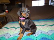 Puppies for sale doberman - Ireland, Dublin. Price 10 €