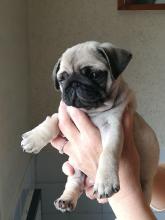 Puppies for sale pug - Ireland, Cork
