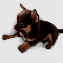 Puppies for sale chihuahua - Ireland, Cork