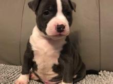 Puppies for sale staffordshire bull terrier - Ireland, Cork. Price 10 €