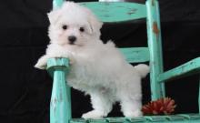 Puppies for sale maltese - USA, Puerto Rico
