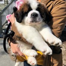 Puppies for sale other breed, saint bernard - Ireland, Cork