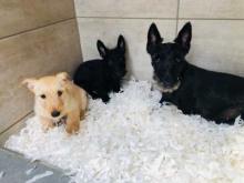 Puppies for sale scotch-terrier - Ireland, Dublin. Price 10 €