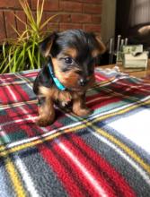 Puppies for sale yorkshire terrier - Ireland, Dublin