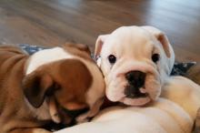 Puppies for sale english bulldog - Ireland, Dublin