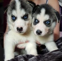 Puppies for sale other breed, siberian husky - Netherlands, Rotterdam
