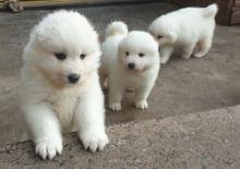 Puppies for sale samoyed dog (samoyed) - Ireland, Dublin