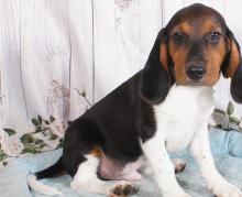 Puppies for sale beagle - Ireland, Cork