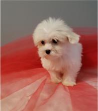 Puppies for sale maltese - Canada, Newfoundland and Labrador