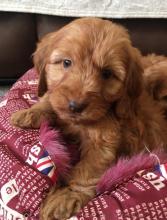 Puppies for sale other breed, cockapoo - Ireland, Dublin