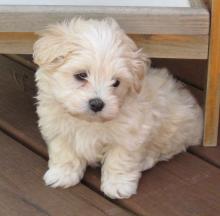 Puppies for sale maltese - Netherlands, Eindhoven
