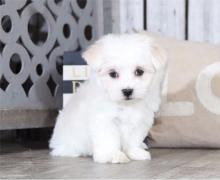 Puppies for sale maltese - Canada, Nova Scotia, Halifax