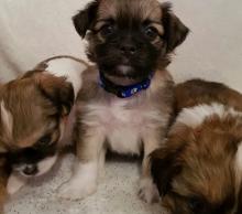 Puppies for sale shih tzu - Ireland, Dublin