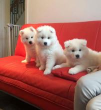 Puppies for sale samoyed dog (samoyed) - Netherlands, Rotterdam