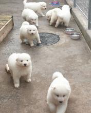 Puppies for sale samoyed dog (samoyed) - Ireland, Cork