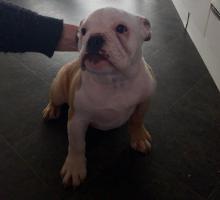 Puppies for sale english bulldog - Ireland, Cork