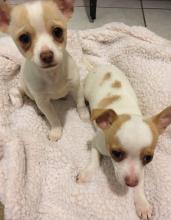 Puppies for sale chihuahua - Ireland, Cork