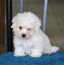 Puppies for sale bichon - Spain, Seville