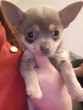 Puppies for sale chihuahua - Ireland, Dublin