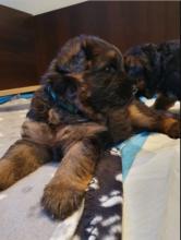 Puppies for sale german dog - Ireland, Dublin