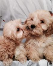 Puppies for sale other breed, cockapoo - Netherlands, Rotterdam