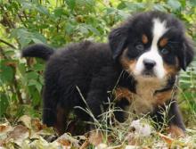Puppies for sale bernese mountain dog - Netherlands, Rotterdam