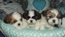 Puppies for sale shih tzu - Ireland, Cork