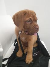 Puppies for sale other breed, dogue de bordeaux - Ireland, Helsinki