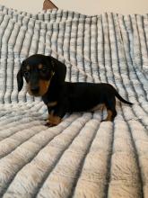 Puppies for sale dachshund - Spain, Madrid