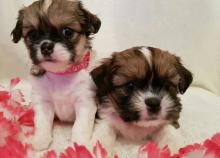 Puppies for sale shih tzu - Netherlands, Rotterdam