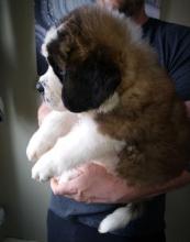 Puppies for sale other breed, saint bernard - Netherlands, Rotterdam