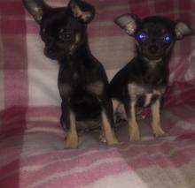 Puppies for sale chihuahua - Netherlands, Rotterdam
