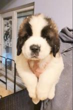 Puppies for sale other breed, saint bernard - Ireland, Cork