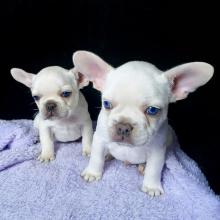 Puppies for sale french bulldog - Ireland, Dublin