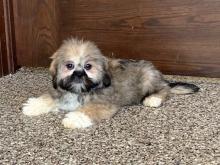 Puppies for sale lhasa apso - Spain, Madrid
