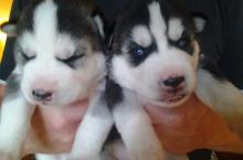 Puppies for sale other breed, siberian husky - Ireland, Dublin