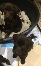 Puppies for sale labrador - Ireland, Cork