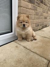 Puppies for sale chow chow - Finland, Lahti